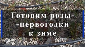 Готовим розы--первогодки к зиме