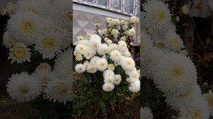 Некрасивая история Автор Анисимов