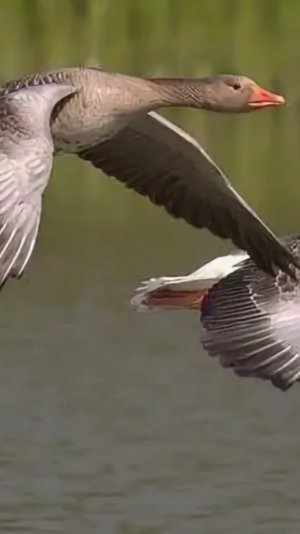 Охота на Гуся 8 и 11.10.25