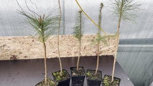 Обзор подвоев для прививки хвойных