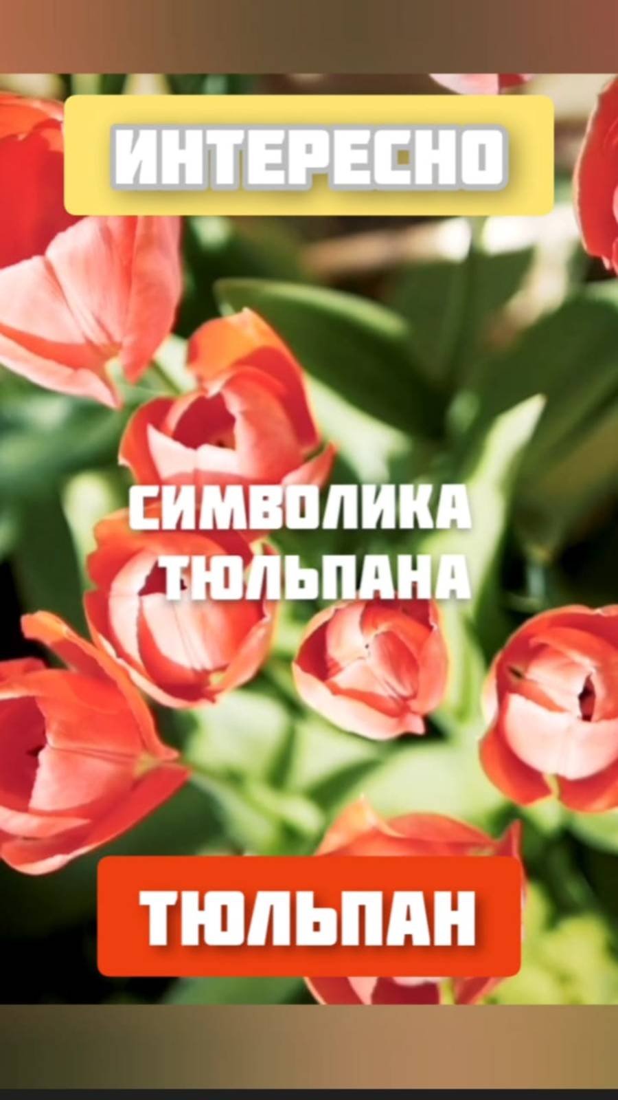 Символика тюльпана