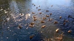 Утки готовятся к отправке в тёплые края