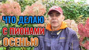 Вот что я делаю с ПИОНАМИ осенью для обильного цветения летом 🌸