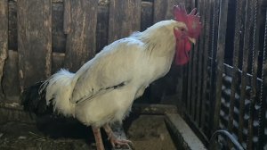 ДЕРЕВЕНЬКА моя,Петя поднял голову,кормление поросят в ДЕРЕВНЕ,моя жизнь