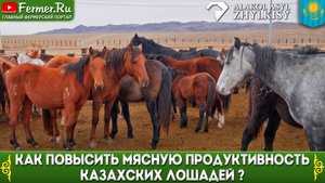 Осенняя бонитировка лошадей Казахстана. Табунное коневодство и племенная работа в степи.