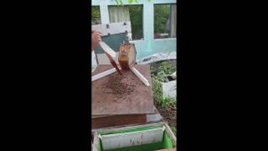 25.09.2025г. Сегодня на пасеке Подгорное. Заселение наблюдательного улья.