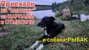 🔥Приехали за Карпами на "платник"⚡️ и отметили "это" дело🔥 Собака-РЫБАК!!! Осенью - 2025 !!!
