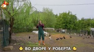 Содержание кур в домашних условиях и других птиц во дворе у Роберта 🐣🐤🦆🐔🪿🦃 (299)