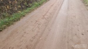 следы кабанов