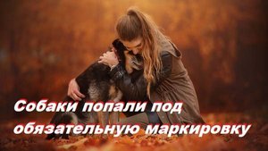 Собаки попали под обязательную маркировку