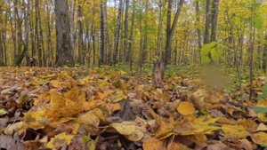 Вот такую красавицу белочку встретили в Измайловском лесопарке 12.10.25^^