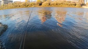 Микроджиговые окуни: стритфишинг в октябре. Испытываю Maximus Pointer-X (travel, 2.1 м., 0.8-6 гр.)