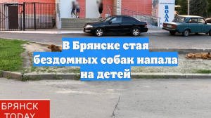 В Брянске стая бездомных собак напала на детей