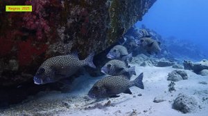 Tubbataha. Настоящая Жемчужина в короне Филиппин!