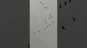 Журавли 3 часть