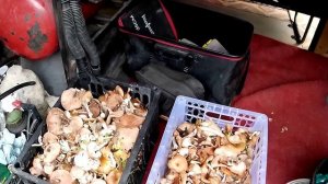 За грибами в октябре 2025 год