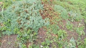 Обзор,всё по немногу