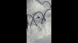 Поддержим птиц. Кормим возле дома.