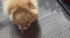 Как же малышня любит рубец.