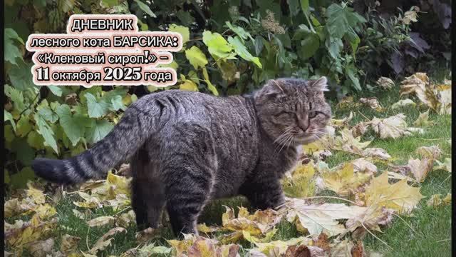 ДНЕВНИК лесного кота БАРСИКА: «Кленовый сироп» - 11 октября 2025 года