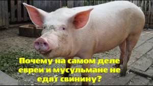 Почему на самом деле евреи и мусульмане не едят свинину?