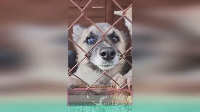 Спасённых биркачей в приюте очень много.