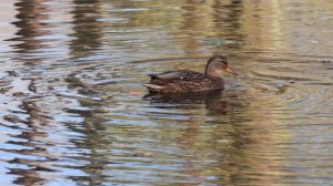 Утки на пруду