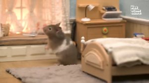 Хомячок встречает рождество