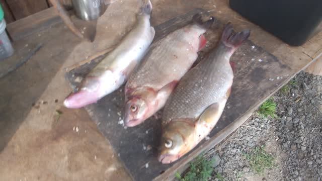 Язи на троллинг. Сухой посол.