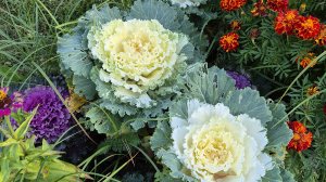 Дача август 2025