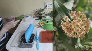 🔥Домашняя оранжерея без хлопот: как правильно посадить черенки растений?🌱🌱