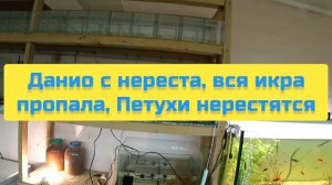 ДАНИО С НЕРЕСТА, ВСЯ ИКРА ПРОПАЛА, ПЕТУХИ НЕРЕСТЯТСЯ