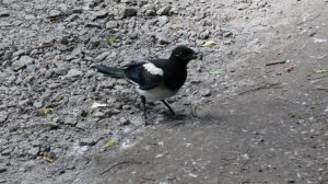 Сорока и камень