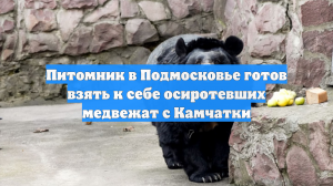 Питомник в Подмосковье готов взять к себе осиротевших медвежат с Камчатки