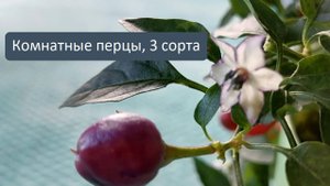 3 сорта декоративного комнатного перца, обзор