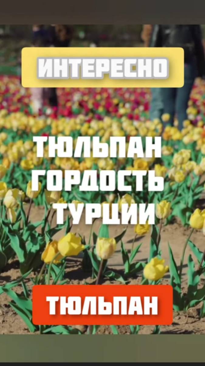 Тюльпан - гордость Турции