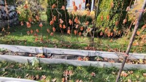 Виноград закрыл на зиму 12-10-2025