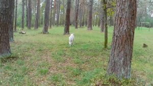 Смоленск ратный