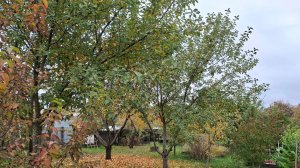 #вишня сбросила листву