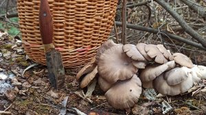 по грибы #9 осенние опята, море вешёнки Воронеж сбор грибов осенью