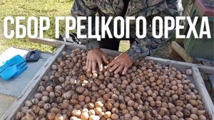 Сбор грецкого ореха: такого мы не ожидали!