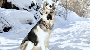 ПРК 17.11.2018 Барвиттера Найгур,Барвиттера Пахан,В.Д.Арчи
