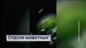 Тюменские огнеборцы спасли пса и кота в ночном пожаре