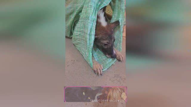 Ублюдки протоптали дорожку к приюту.