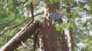 Самый маленький дятел