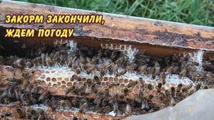 закорм закончили, ждем погоду