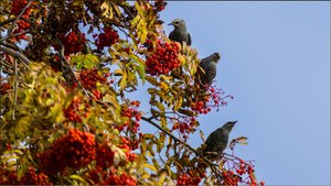 Налёт Скворцов..