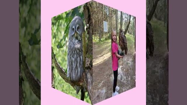 Сова (2) я автор текста, поёт нейросеть.mp4 смотреть онлайн