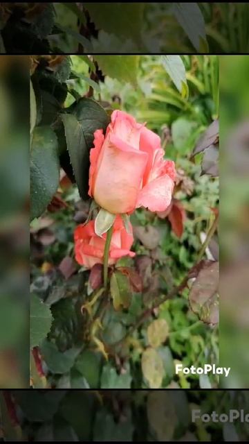 О прошедшем летнем настроении смотреть онлайн