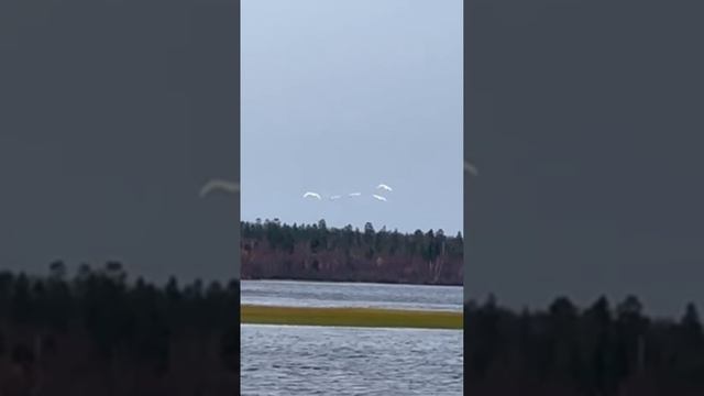 Лебеди на оз. Куэтсъярви